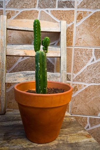 A vertical shot of a blooming cactus plant in a pot
