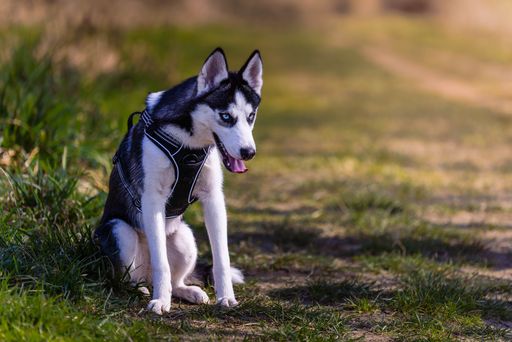 A Siberian Husky dog sitting on a grassy path in a sunny outdoor setting.