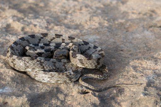 A European Cat Snake, or Soosan Snake, Telescopus fallax, curled up and staring on a limestone rock, wild reptile in the countryside of Malta.