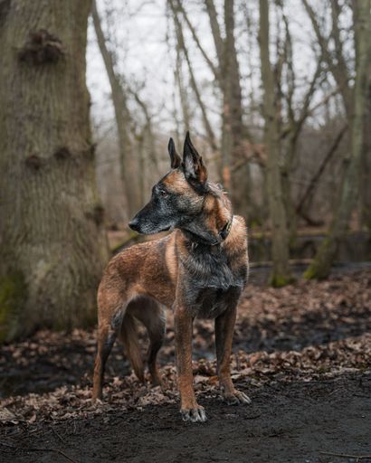 A Belgian Malinois dog stands alert in a serene forest setting, surrounded by trees and fallen leaves in a tranquil autumn scene.
