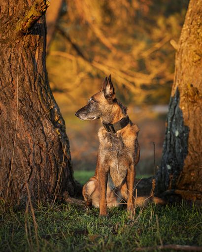 A Belgian Malinois dog sitting between two trees in a sunlit forest, looking alert and focused.