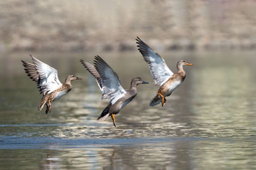 Three ducks gracefully taking flight over a calm lake with blurred background.