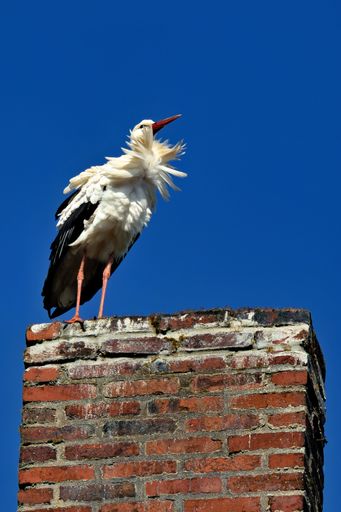 A stork perched on a brick chimney against a vibrant blue sky, showcasing its feathers in the sunlight