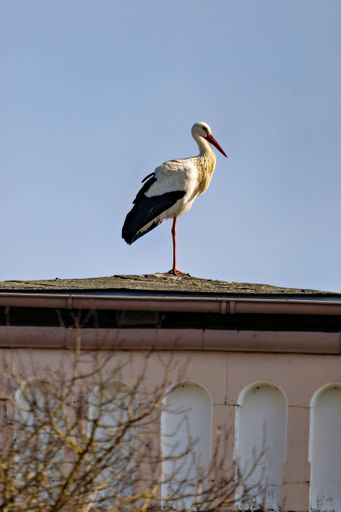 A stork standing on a rooftop against a clear blue sky, showcasing its elegant posture