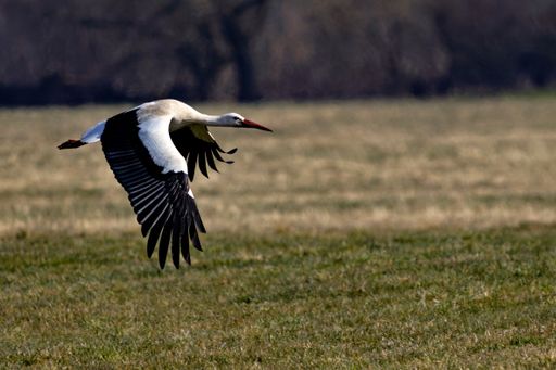 A majestic stork in flight over a grassy field, showcasing its elegant wingspan against a blurred natural background