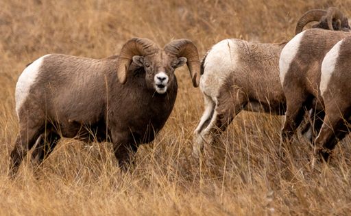 The herd of Bighorn sheep grazing in the field