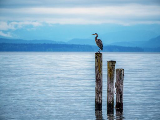 A Great Blue Heron perched on some pilings at Oyster Bay Shoreline Park on Vancouver Island, BC, Canada