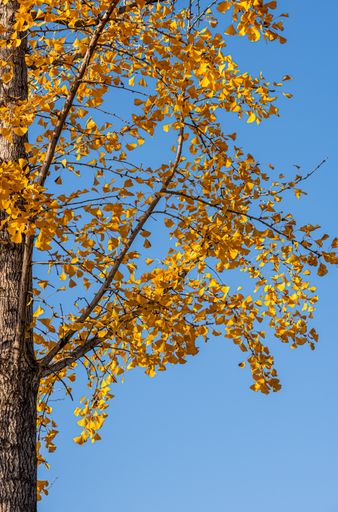 A low-angle shot of a tree with yellow leaves against the blue sky