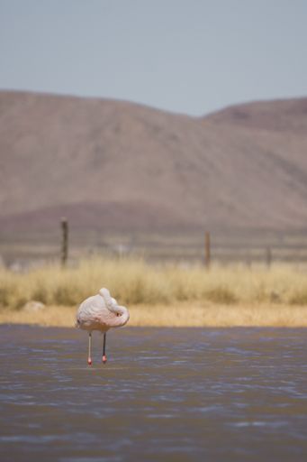 A vertical shot of a flamingo in a lake surrounded by a field
