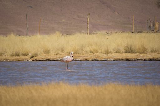 A beautiful shot of flamingos in a sea with a huge mountain in the background