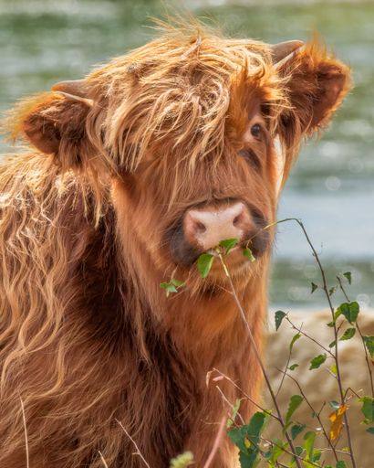 A Highland cow with long shaggy hair munching on leaves in a natural setting.