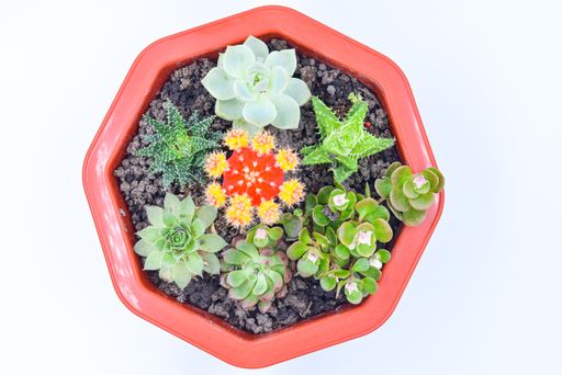 A closeup of the succulent plants in a flowerpot. Top view.