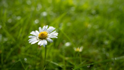A common daisy in the blurred background with a copy space