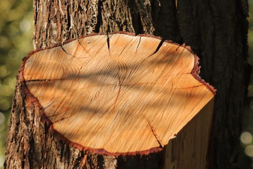 A selective focus shot of a tree stump
