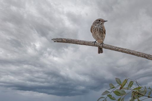 A closeup of the wren perched on the branch against the background of the cloudy sky.