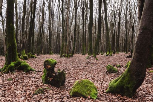A serene forest landscape with tall trees and moss-covered trunks, showcasing the tranquility of nature.