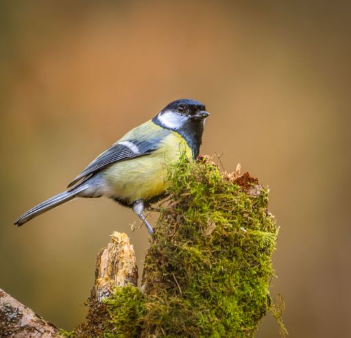 Great tit bird perched on mossy branch with blurred background