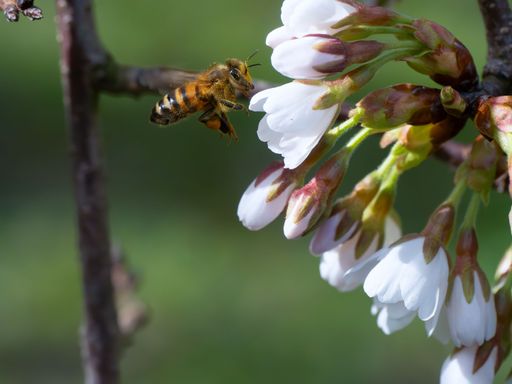 Close-up of a bee hovering near white cherry blossoms with a blurred green background, capturing nature's beauty and pollination process.