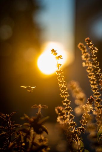 A beautiful view of flowers blooming in the garden at sunset