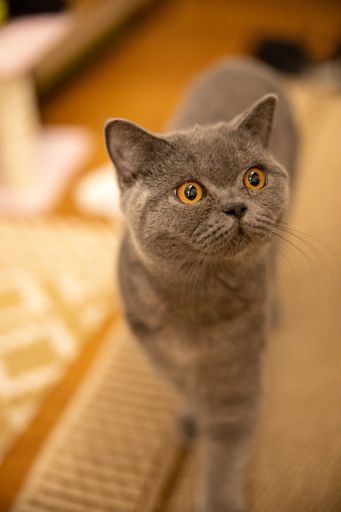 A vertical shot of a cute gray cat with yellow eyes looking around