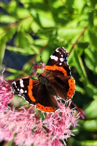 A red admiral butterfly perched on bright flowers