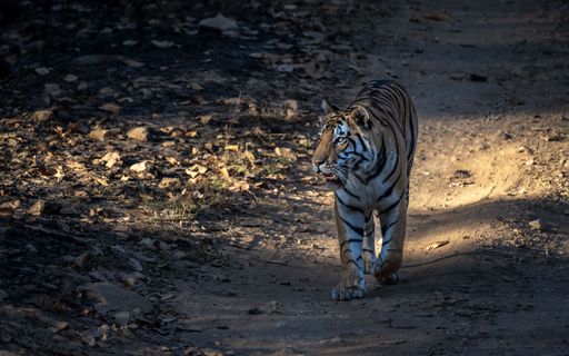 A majestic tiger walking through a sunlit forest path, showcasing its striking stripes and powerful presence.
