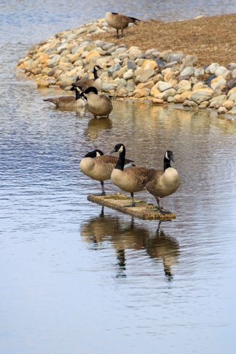 Canadian geese resting on a wooden plank in a serene pond surrounded by rocks, reflecting in the calm water.