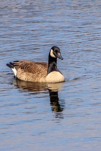 A Canada goose gracefully swimming on a calm lake, reflecting in the water on a sunny day.