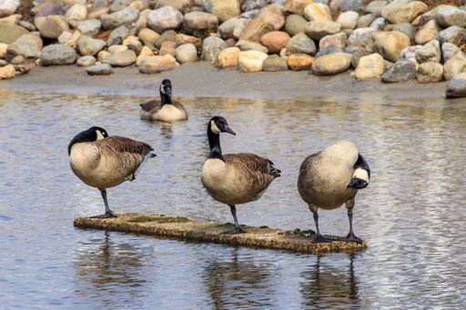 Canadian geese standing on a rock in a serene pond with pebbles in the background.