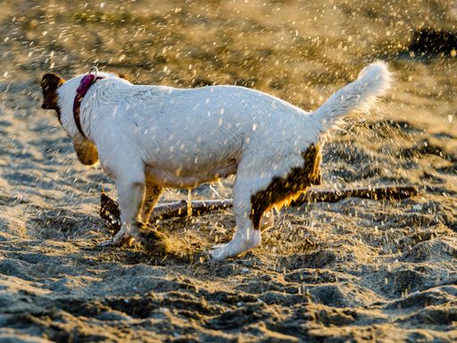 A closeup of the Jack Russell Terrier playing on the beach.