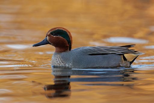 A close-up of a colorful duck swimming in golden water, showcasing its vibrant plumage and serene reflection.