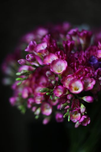 A vertical closeup shot of purple fand white flowers