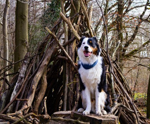 A happy dog sitting in front of a rustic woodland shelter made of branches in a forest setting.
