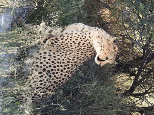A closeup shot of a cheetah on the field on a hot day