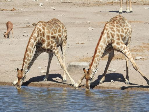 A closeup shot of giraffes drinking water from the lake on a hot day