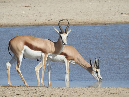 The gazelles drinking water from lake