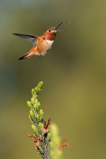 A vibrant hummingbird mid-flight against a blurred green background, showcasing its iridescent feathers and delicate wings.
