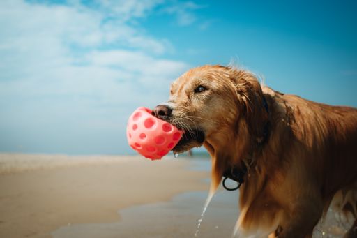 A closeup of a cute golden retriever holding a pink rubber ball in mouth at the beach against the sky