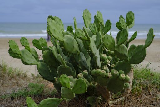 A closeup of Opuntia or prickly pear on the background of the sea