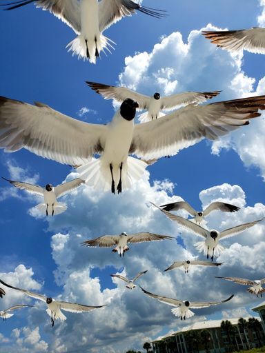A low angle shot of a flock of seagulls flying against a cloudy blue sky