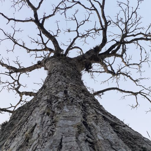 A low angle view of a majestic tree with a huge trunk and bare twigs