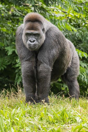 A black furry big gorilla on the grassy field in the zoo