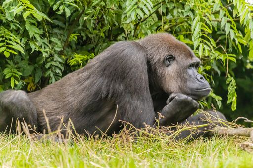 A black furry big gorilla on the grassy field in the zoo