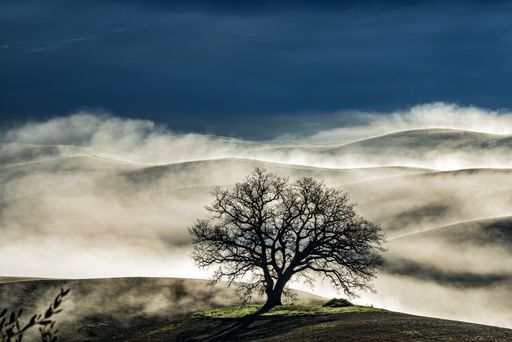 A beautiful shot of a leafless tree on a hill surrounded by fog under a blue sky