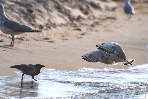 The seagulls on the sandy beach on the coast