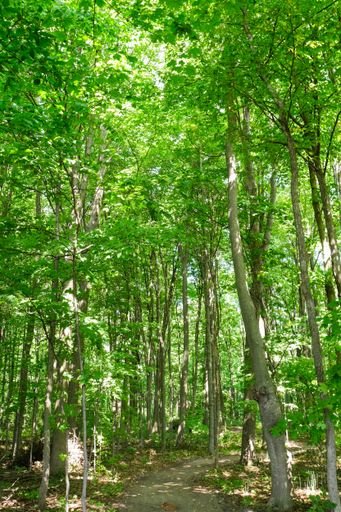 A serene forest path surrounded by lush green trees and dappled sunlight filtering through the leaves.