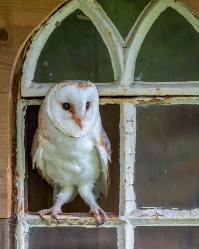 A Western barn owl perched in a rustic window frame with weathered wood and peeling paint