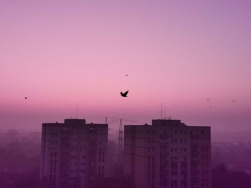 A flock of birds flying in the pink sky over the city buildings