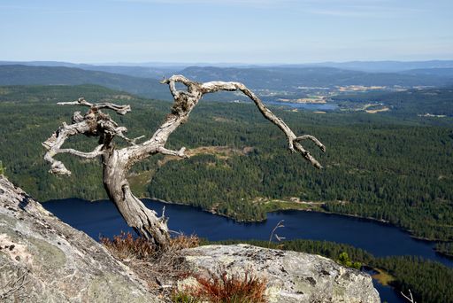 A beautiful view of a dried tree on the cliff against the green landscape in Norway