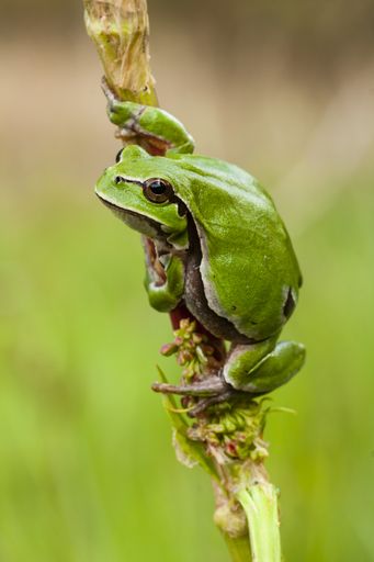 A vertical selective focus shot of a beautiful green frog holding on to the stem of a plant